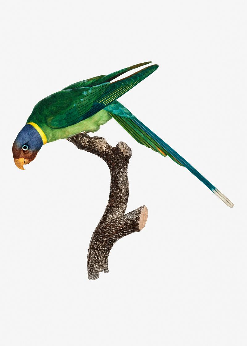 Plum-headed parakeet Plum-Headed Parakeet vintage illustration