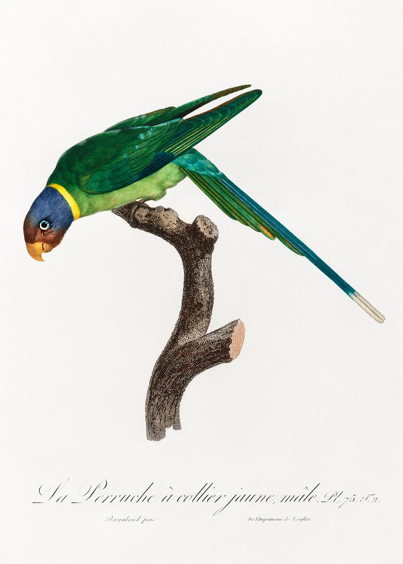 Plum-headed parakeet vintage poster The Plum-Headed Parakeet, male from Natural History of Parrots (1801—1805) by Francois Levaillant. Original from the…
