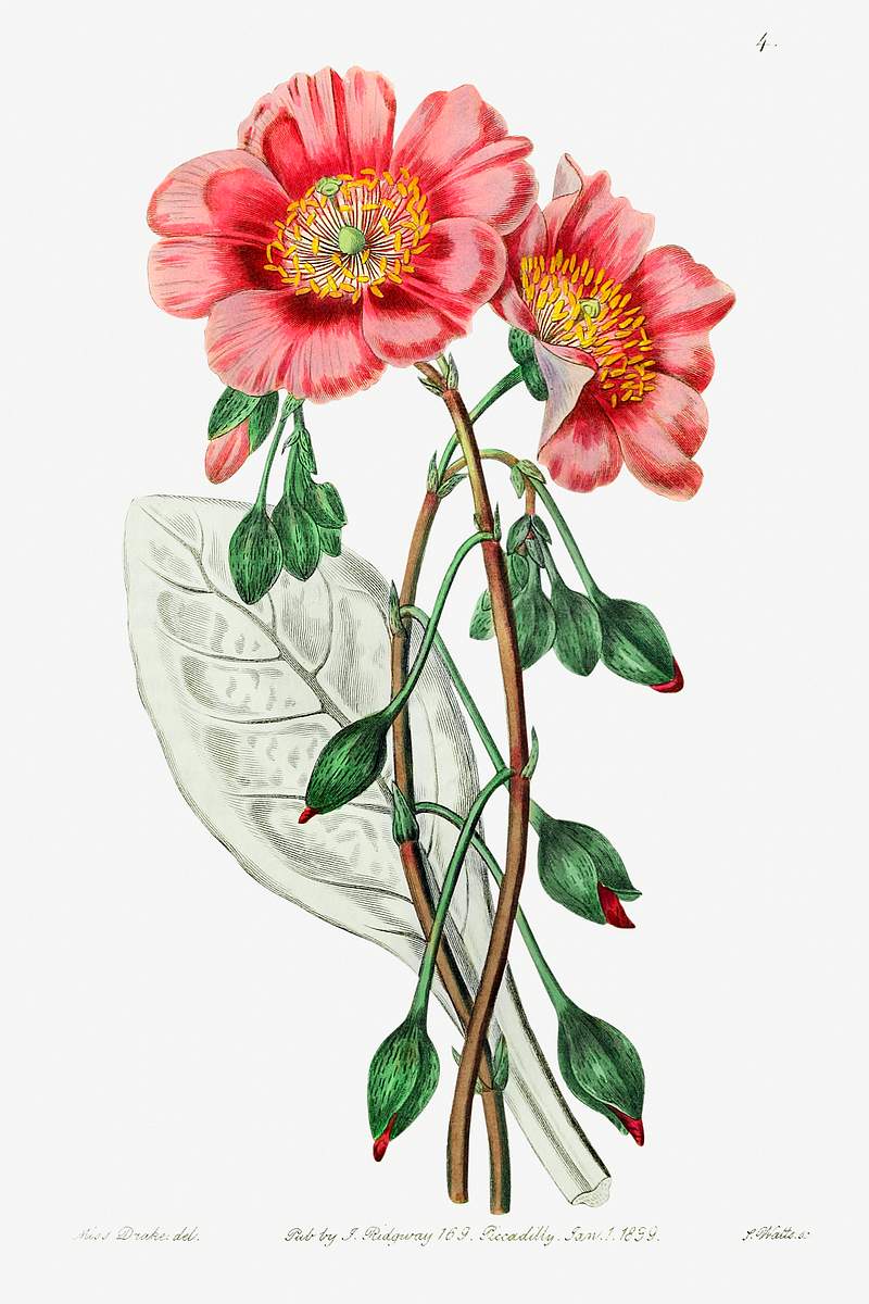 Discolored calandrinia from Edwards’s Botanical Register (1829—1847) by Sydenham Edwards, John Lindley, and James…