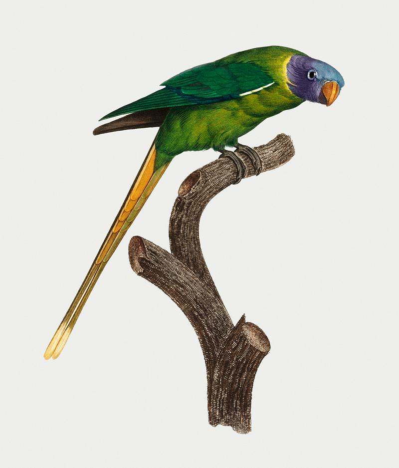 Plum-headed parakeet Plum-Headed Parakeet vintage illustration