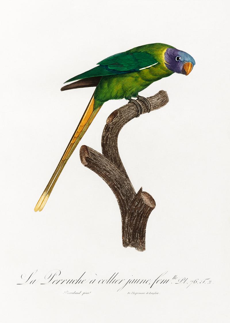 Plum-headed parakeet vintage poster The Plum-Headed Parakeet, female from Natural History of Parrots (1801—1805) by Francois Levaillant. Original from the…