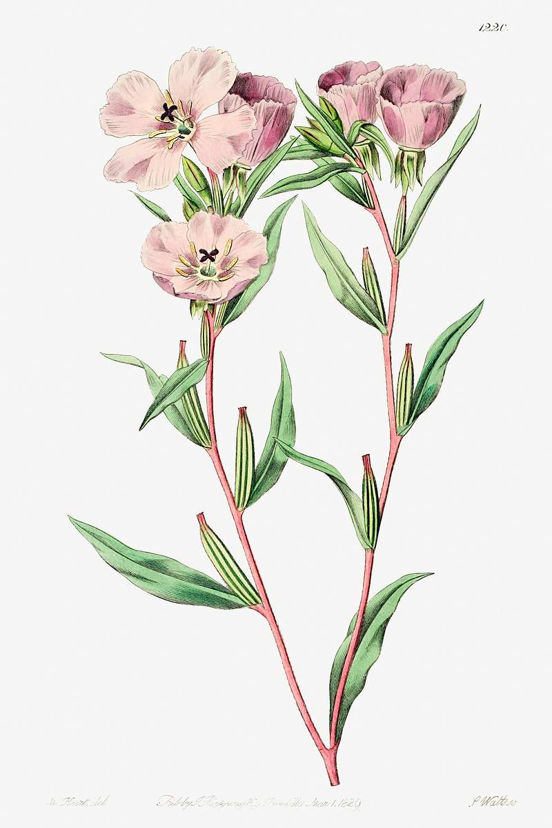 Pale Corona Amaryllis from Edwards’s Botanical Register (1829—1847) by Sydenham Edwards, John Lindley, and James…
