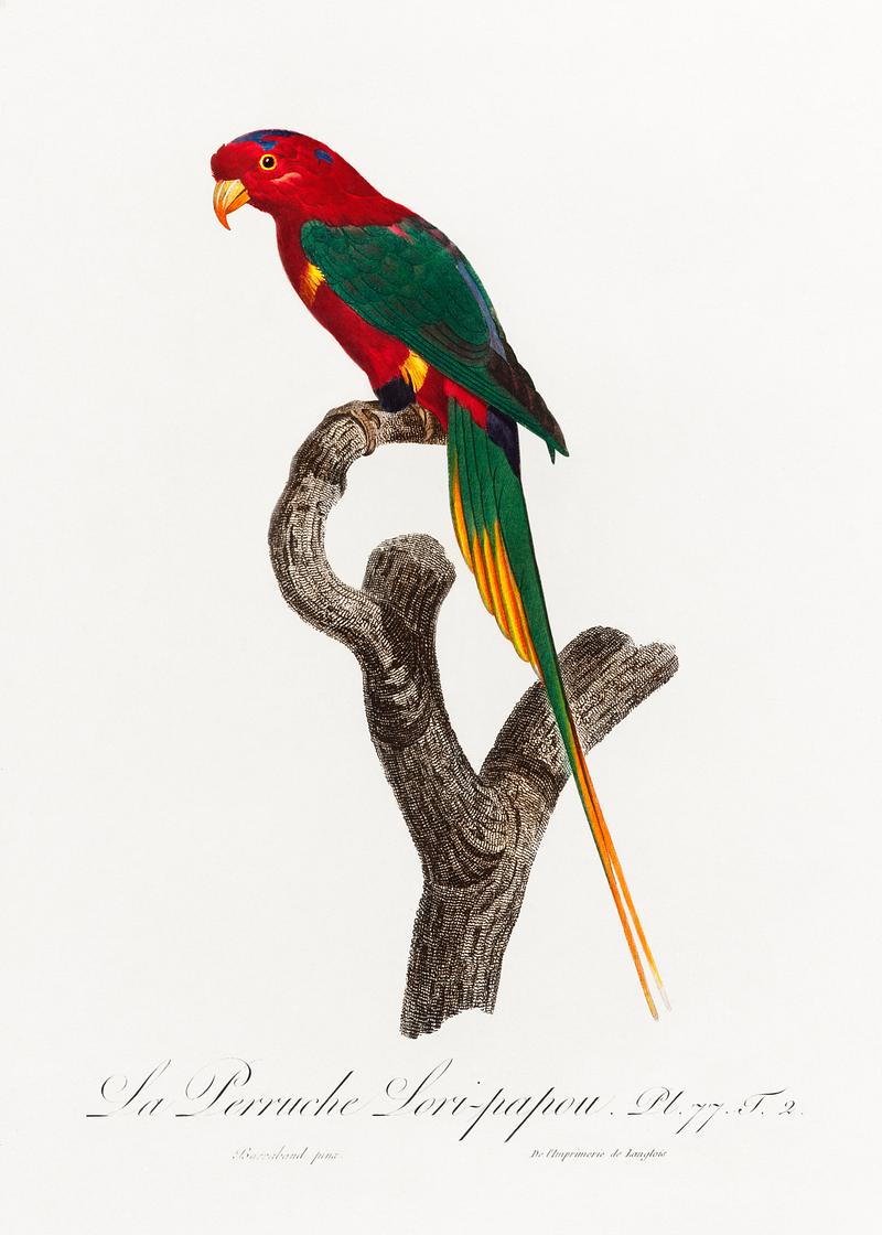 Papuan lorikeet vintage poster Papuan Lorikeet from Natural History of Parrots (1801—1805) by Francois Levaillant. Original from the Biodiversity…