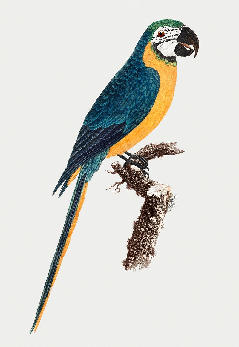 Blue-and-gold macaw Blue-and-Yellow Macaw vintage illustration