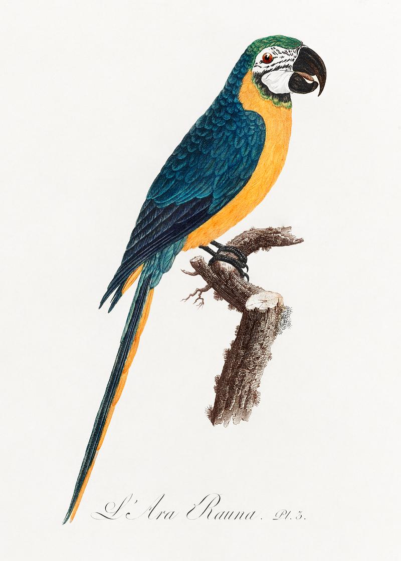 Blue-and-gold macaw vintage poster Blue-and-Yellow Macaw, Ara ararauna from Natural History of Parrots (1801—1805) by Francois Levaillant. Original from…