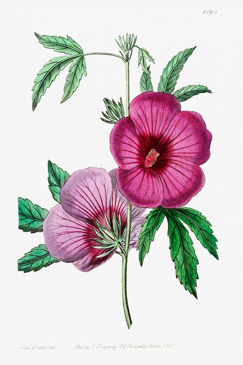 Mr.Lindley's Hibiscus from Edwards’s Botanical Register (1829—1847) by Sydenham Edwards, John Lindley, and James…