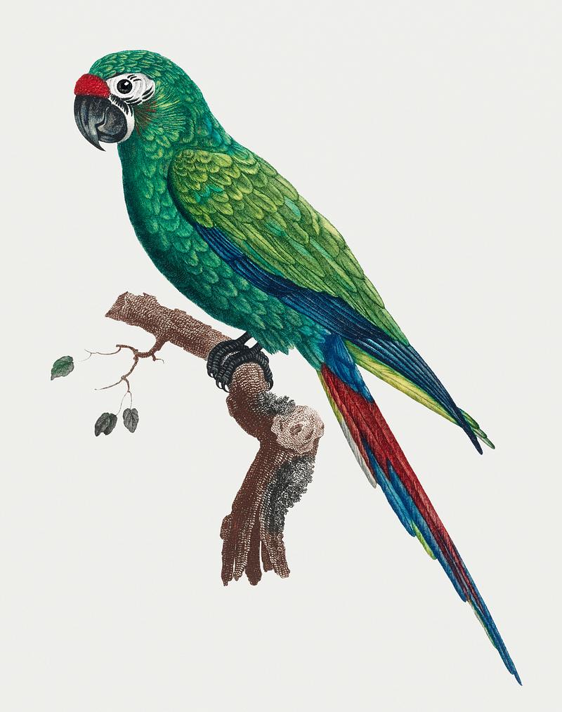 Military macaw Military Macaw (Ara militaris) vintage illustration