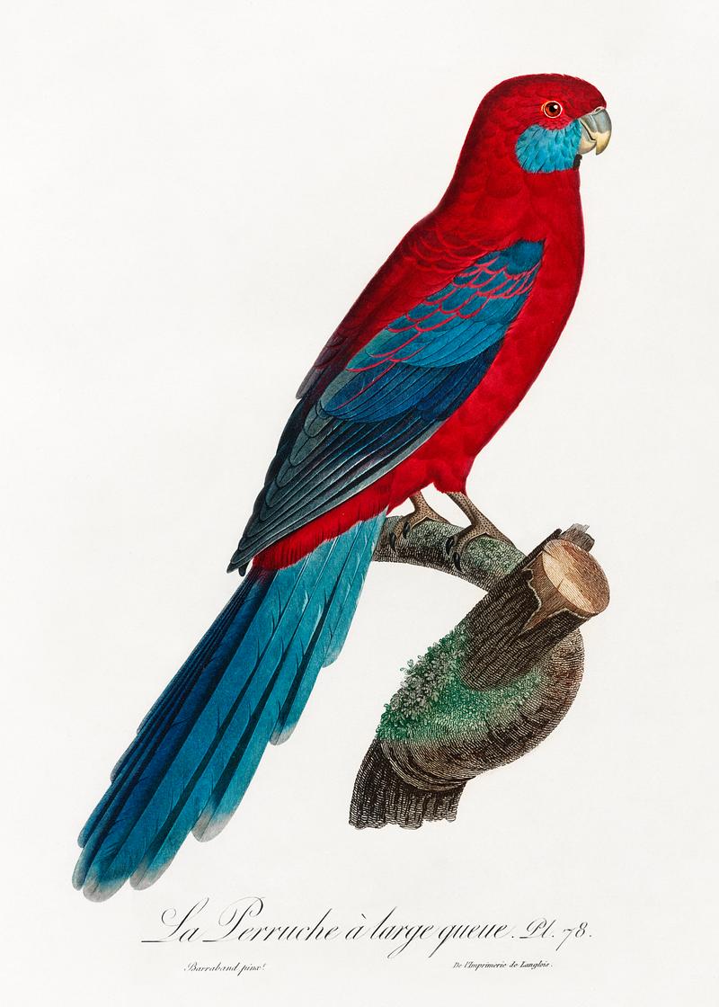 Crimson rosella vintage poster Crimson Rosella from Natural History of Parrots (1801—1805) by Francois Levaillant. Original from the Biodiversity…