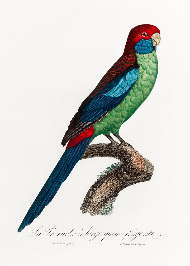 Broad-tailed parrot vintage poster Broad-Tailed Parrot from Natural History of Parrots (1801—1805) by Francois Levaillant. Original from the Biodiversity…