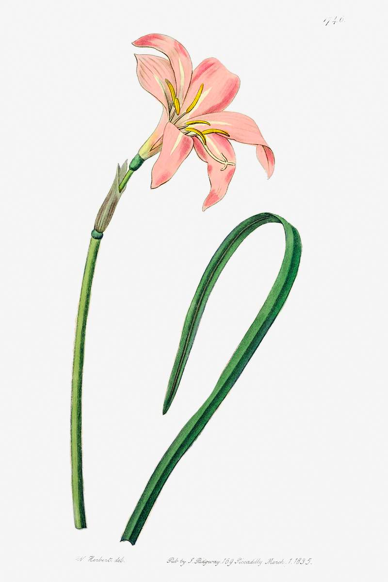 Spofforth Zephyranthes from Edwards’s Botanical Register (1829—1847) by Sydenham Edwards, John Lindley, and James…