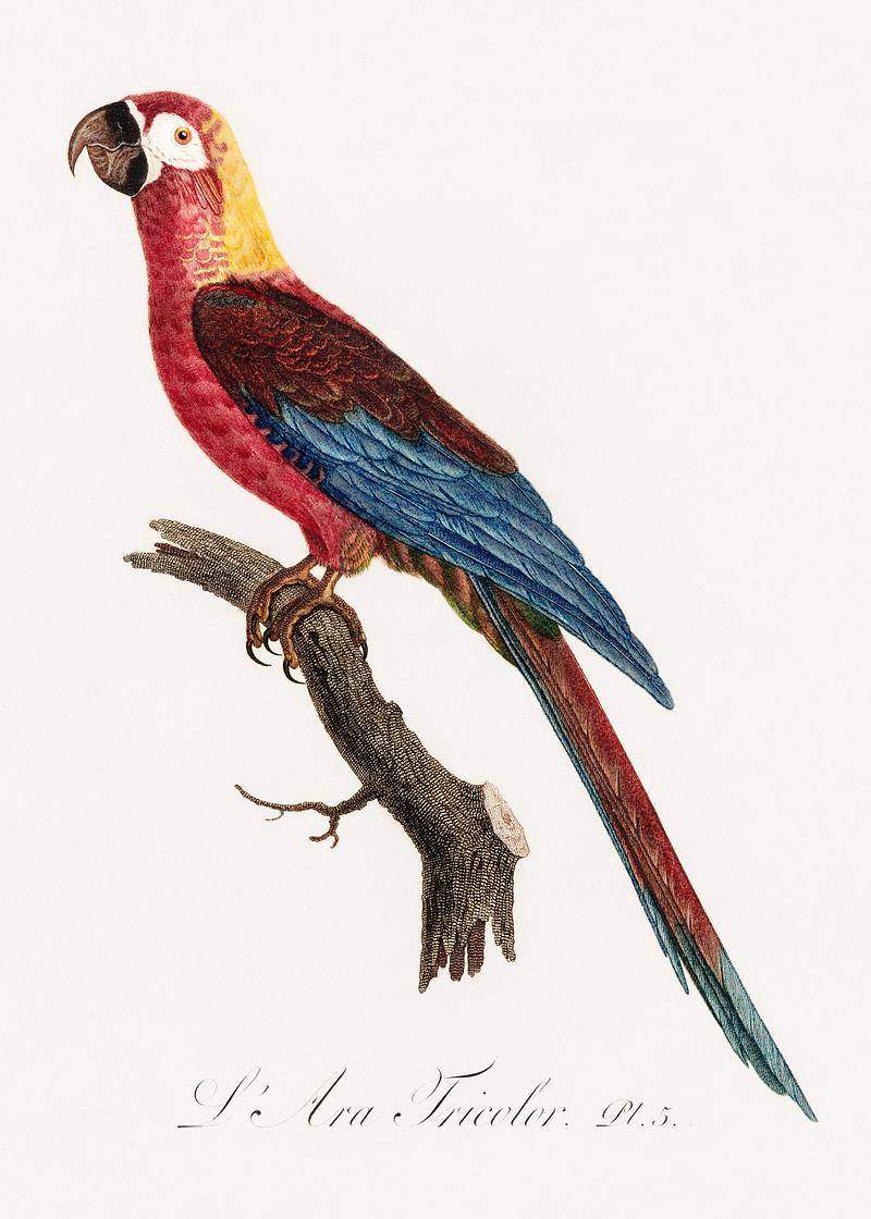 Cuban red macaw vintage poster Cuban Macaw, Ara tricolor from Natural History of Parrots (1801—1805) by Francois Levaillant. Original from the…