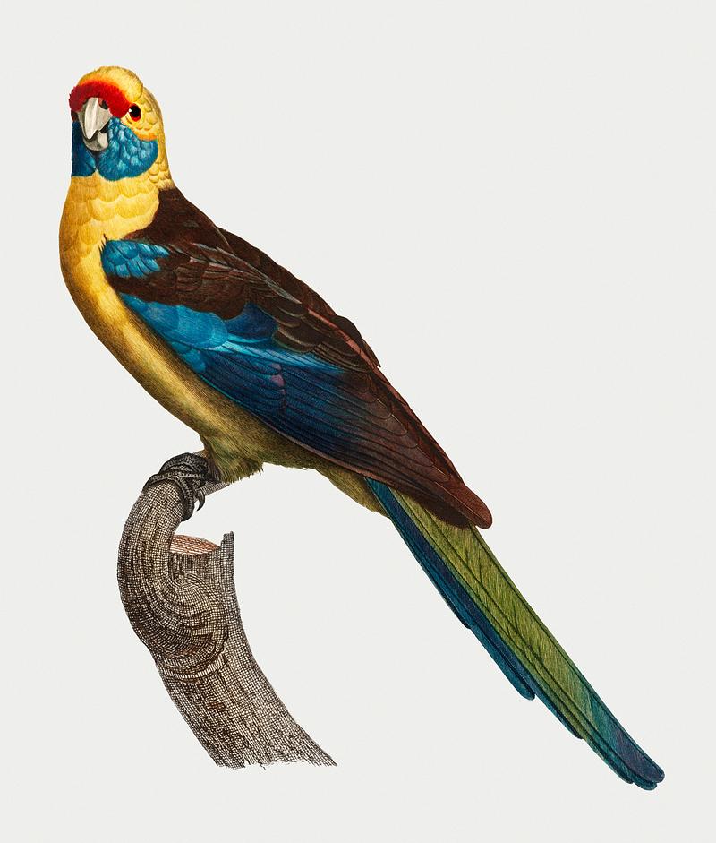 Crimson rosella The Crimson Rosella (Platycercus elegans) illustration