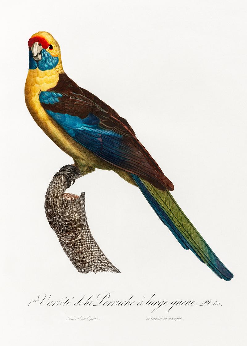 Crimson rosella vintage poster The Crimson Rosella, Platycercus elegans from Natural History of Parrots (1801—1805) by Francois Levaillant. Original…