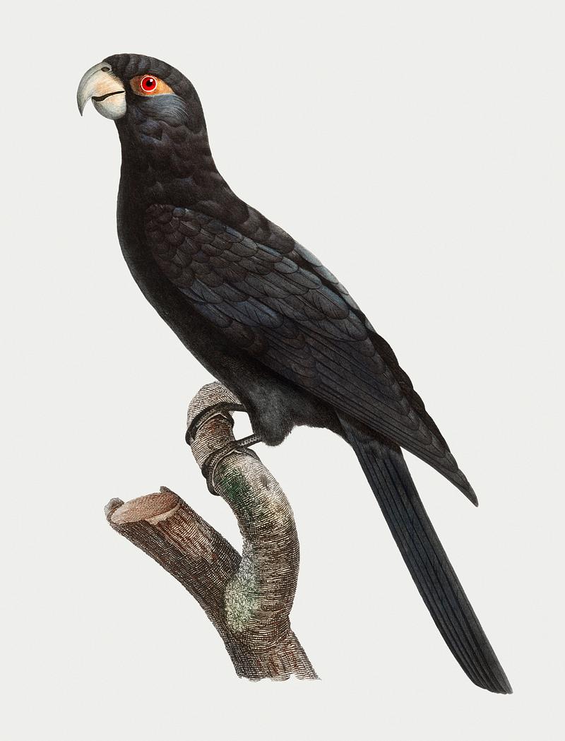 Greater vasa parrot Greater vasa parrot vintage illustration