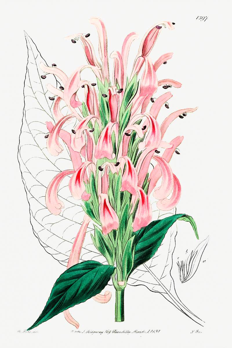 Flesh-colored justicia from Edwards’s Botanical Register (1829—1847) by Sydenham Edwards, John Lindley, and James…