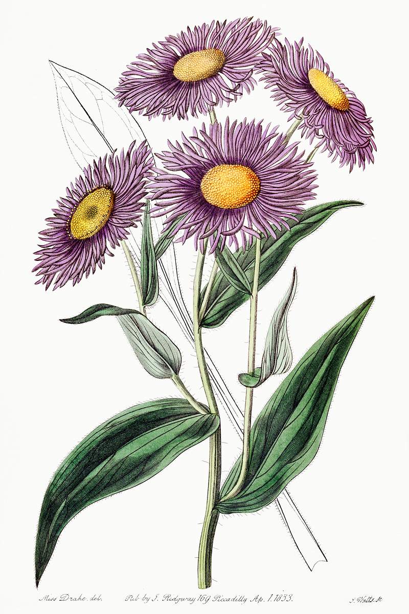 Shewy stenactis from Edwards’s Botanical Register (1829—1847) by Sydenham Edwards, John Lindley, and James…