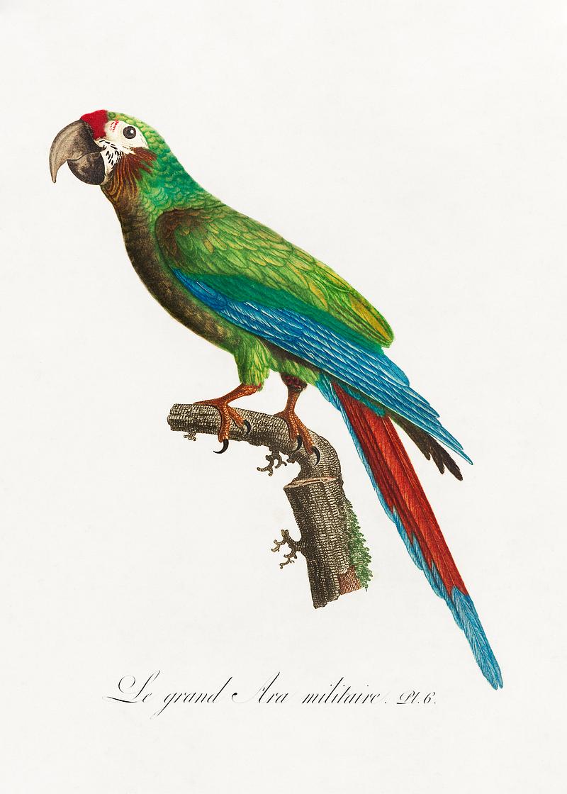 Buffon's macaw vintage poster The Great Military Macaw, Ara ambiguus from Natural History of Parrots (1801—1805) by Francois Levaillant. Original…