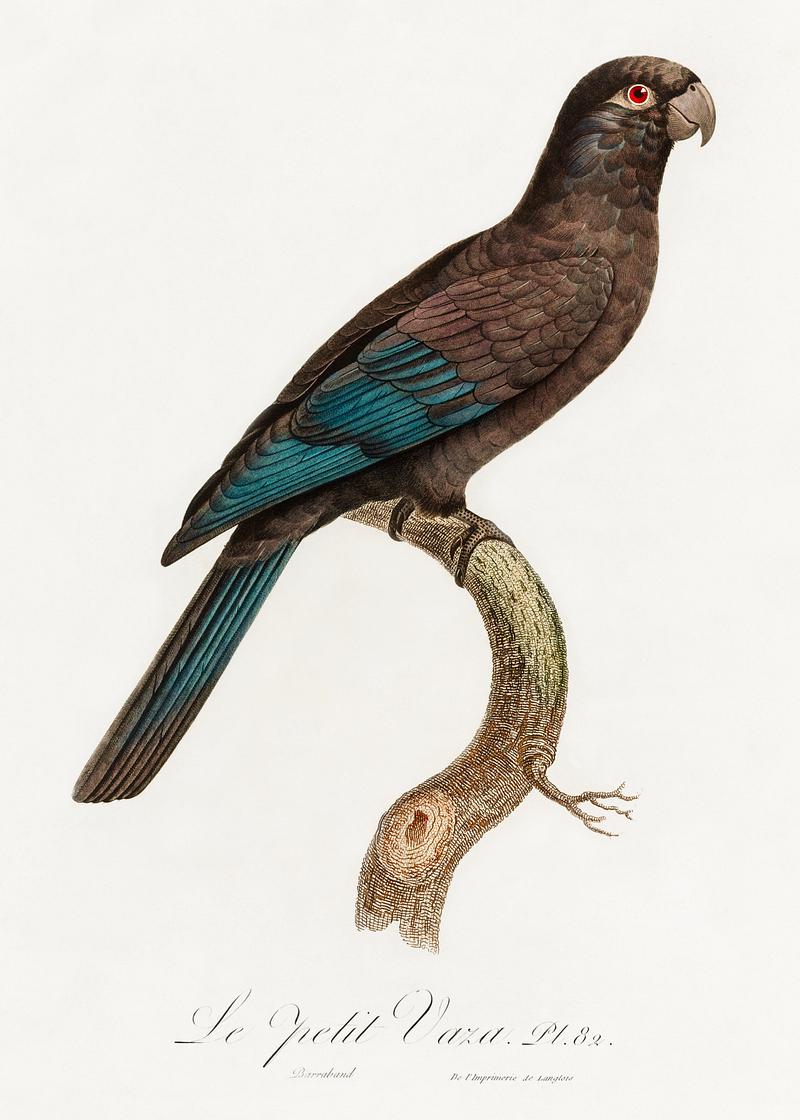 Lesser vasa parrot vintage poster Black Parrot (Coracopsis nigra) from Natural History of Parrots (1801—1805) by Francois Levaillant. Original from the…