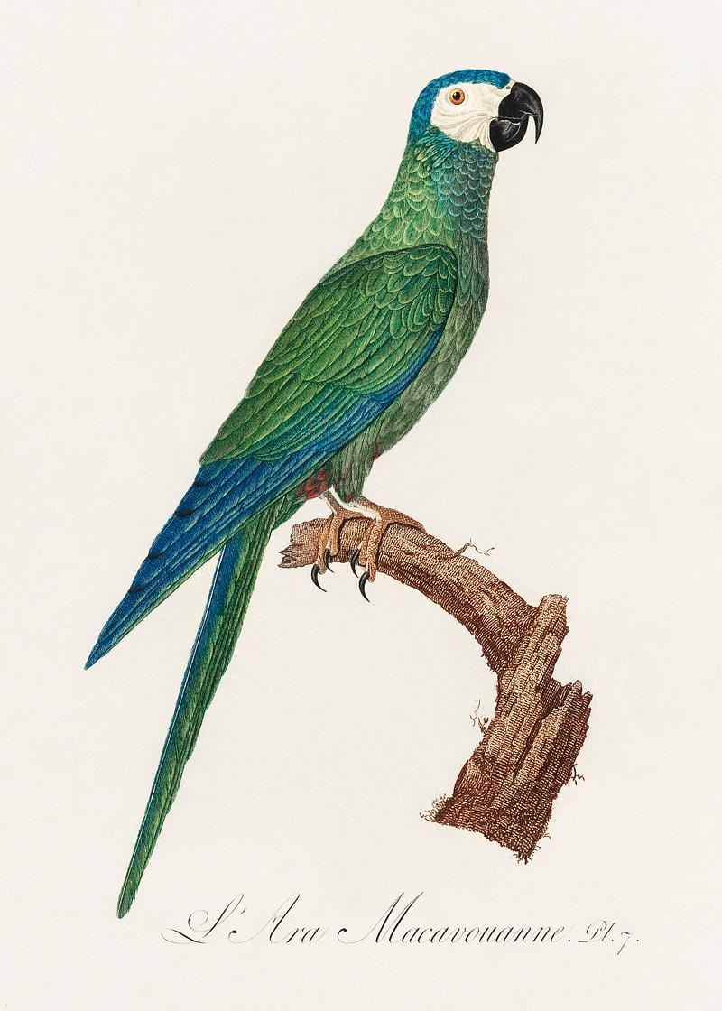 Red-bellied macaw vintage poster The Red-Bellied Macaws (Orthopsittaca manilatus) from Natural History of Parrots (1801—1805) by Francois Levaillant.…