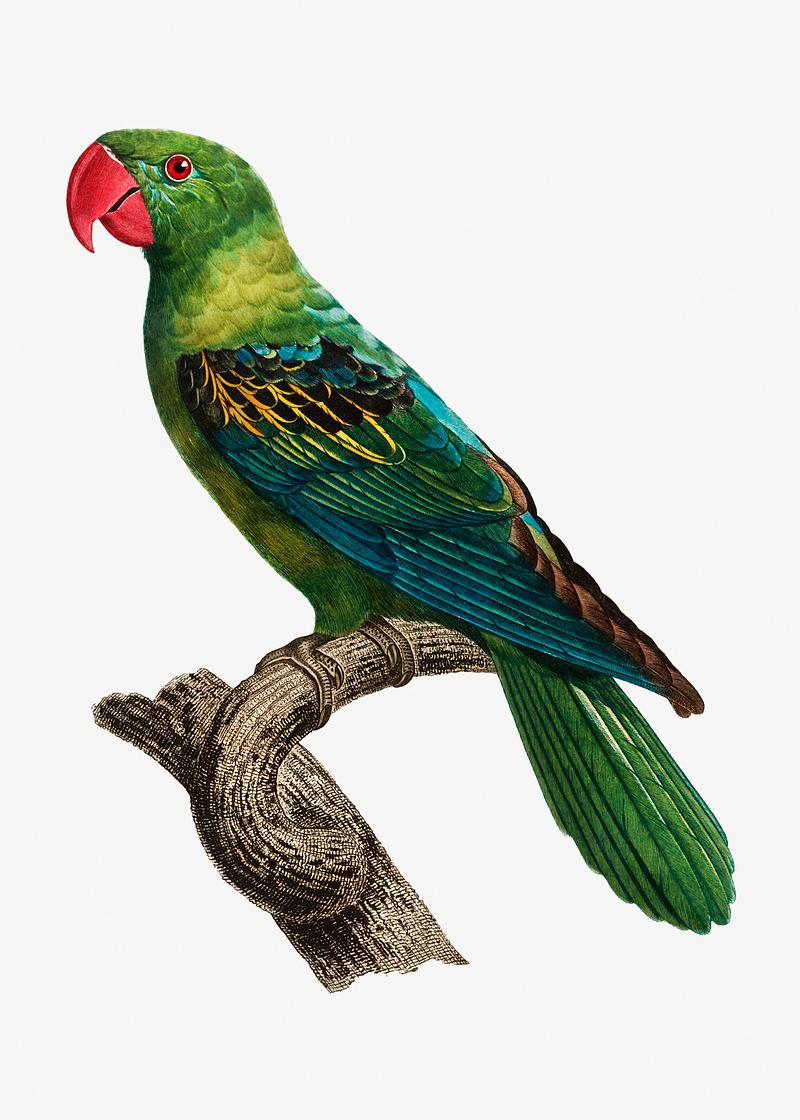 Moluccan parrot poster Grand-Billed Parrot vintage illustration