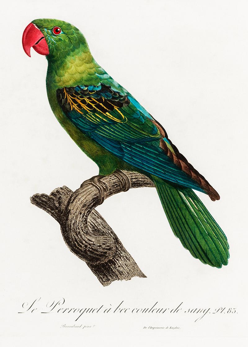 Moluccan parrot vintage poster Great-Billed Parrot, Tanygnathus megalorynchos from Natural History of Parrots (1801—1805) by Francois Levaillant.…