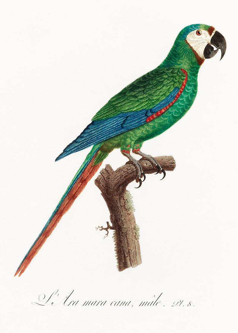 Illiger's macaw vintage poster The Blue-Winged Macaw, Primolius maracana from Natural History of Parrots (1801—1805) by Francois Levaillant. Original…