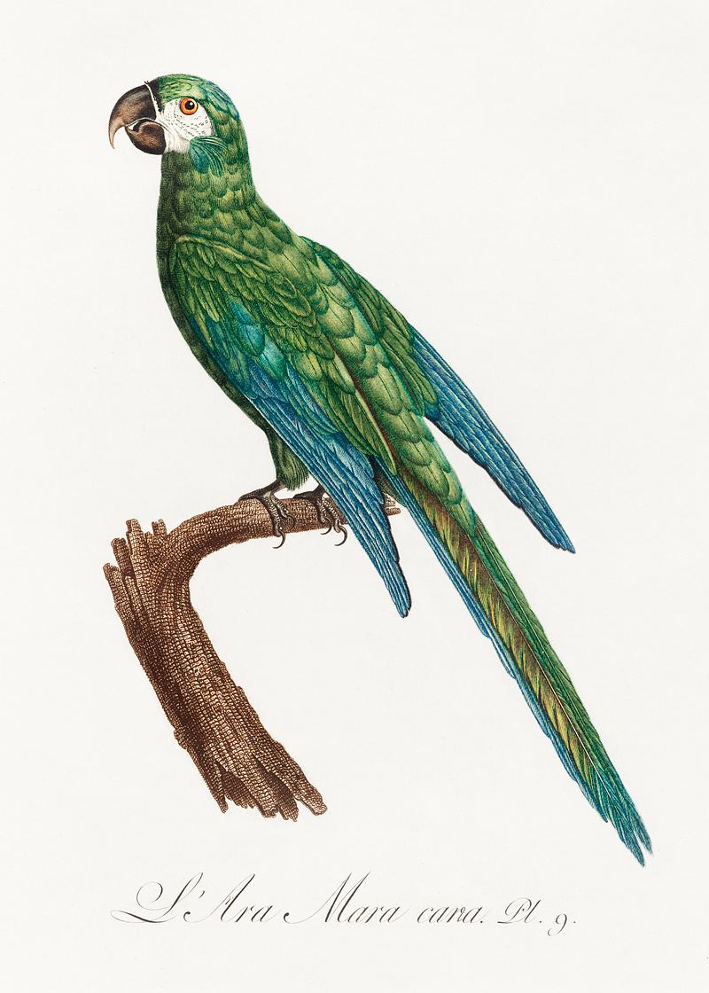 Illiger's macaw vintage poster The Blue-Winged Macaw, Primolius maracana from Natural History of Parrots (1801—1805) by Francois Levaillant. Original…
