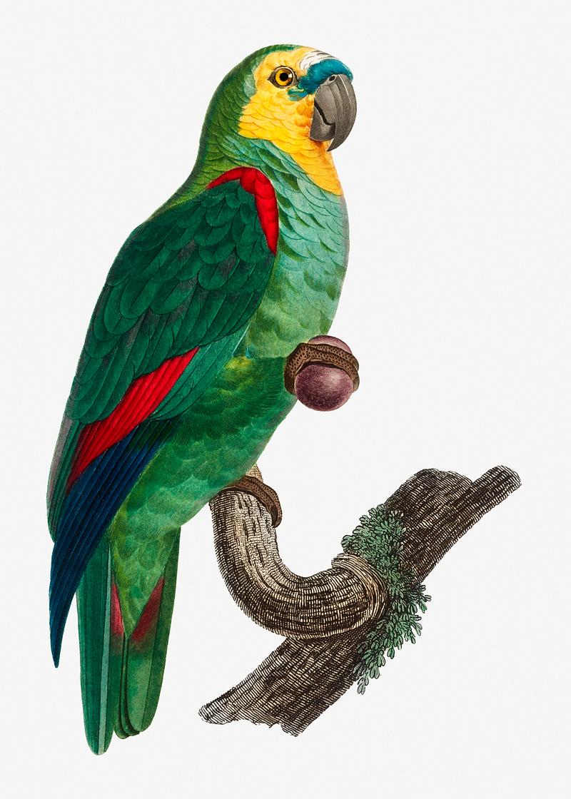 Turquoise-fronted parrot The Turquoise-Fronted Amazon illustration