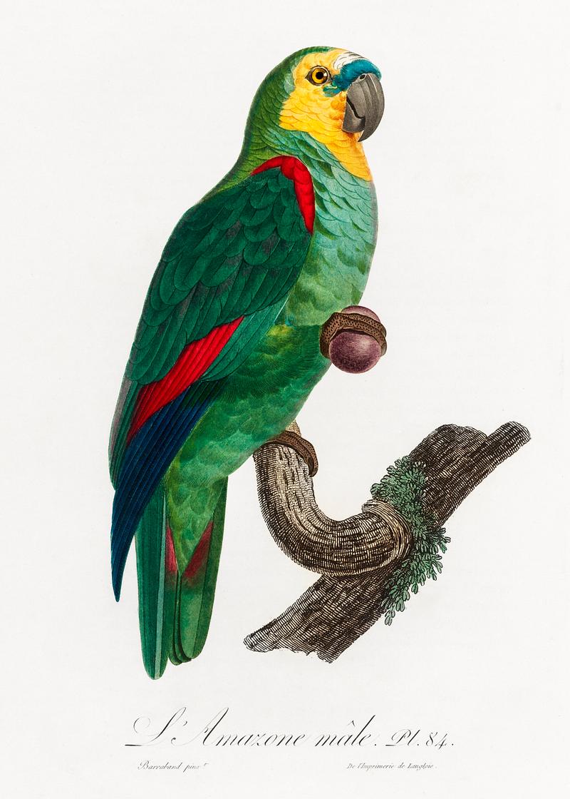 Turquoise-fronted parrot vintage poster The Turquoise-Fronted Amazon, Amazona aestiva from Natural History of Parrots (1801—1805) by Francois Levaillant.…