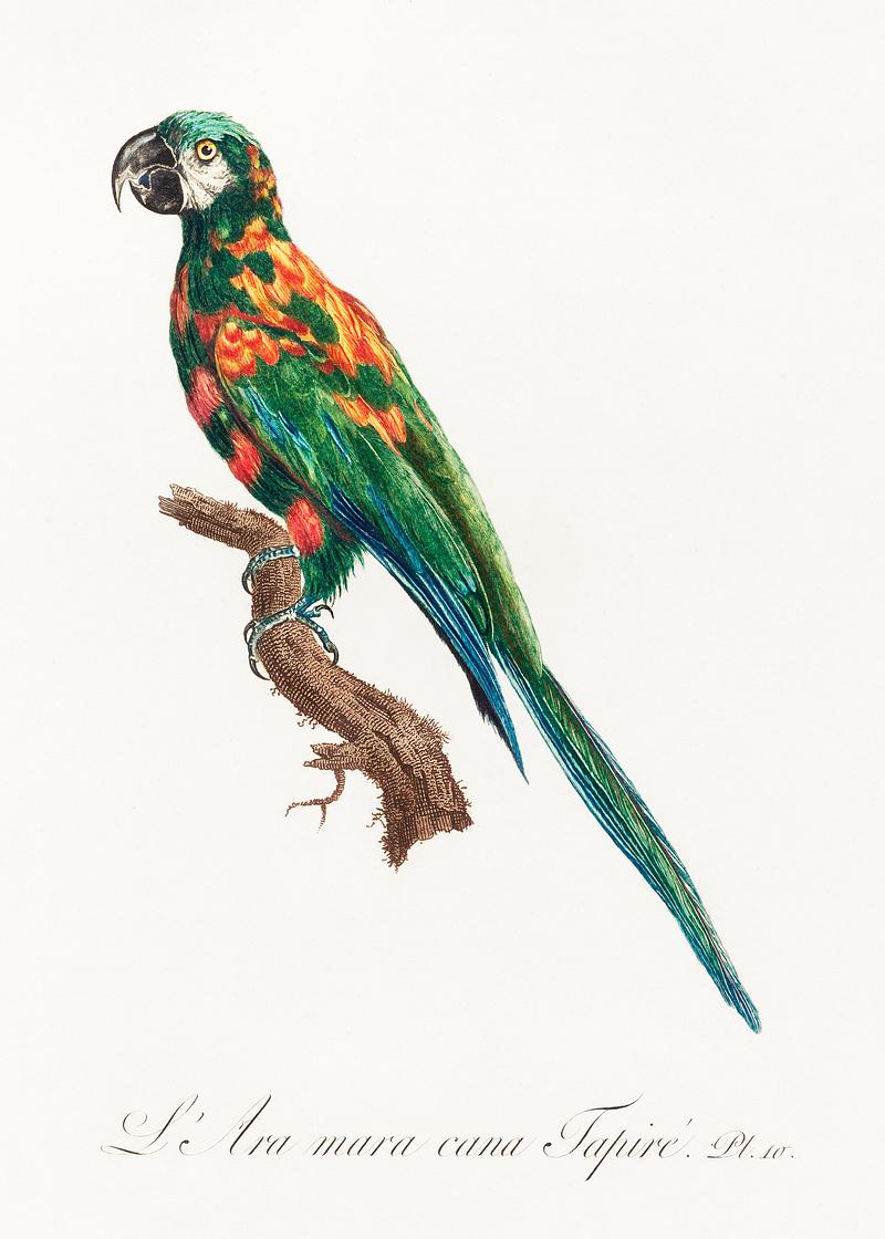 Illiger's macaw vintage poster The Blue-Winged Macaw, Primolius maracana from Natural History of Parrots (1801—1805) by Francois Levaillant. Original…