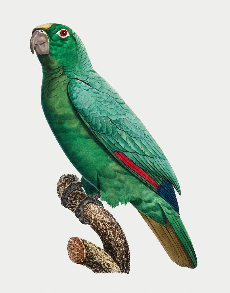 Yellow-crowned amazon Yellow-Fronted Amazon (Amazona ochrocephala) vintage illustration