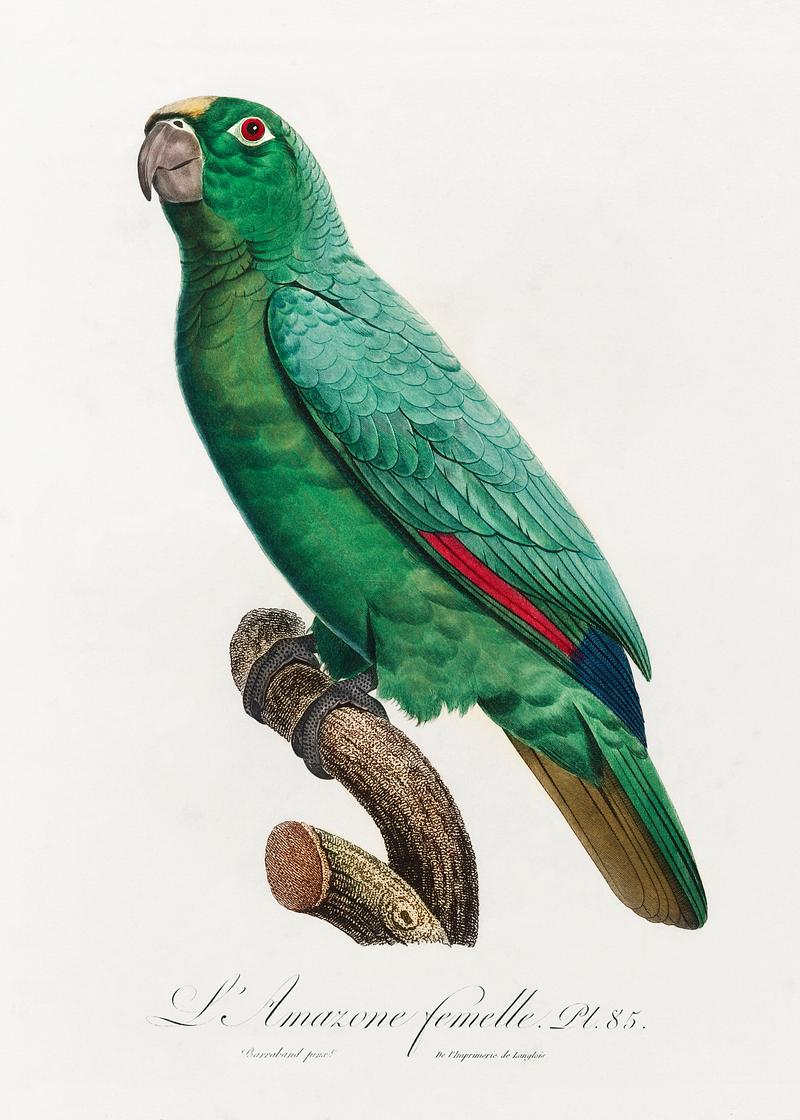 Yellow-crowned amazon vintage poster Yellow-Fronted Amazon, Amazona ochrocephala from Natural History of Parrots (1801—1805) by Francois Levaillant.…