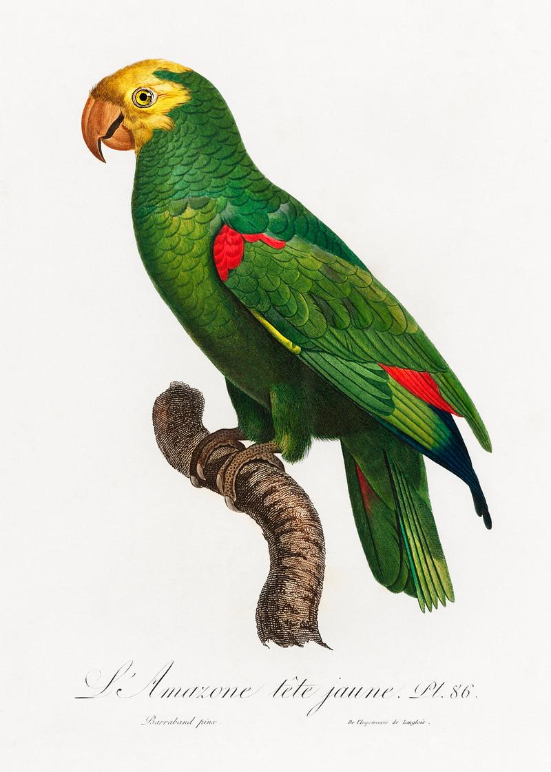 Yellow-crowned amazon vintage poster Yellow-Crowned Amazon, Amazona ochrocephala from Natural History of Parrots (1801—1805) by Francois Levaillant.…