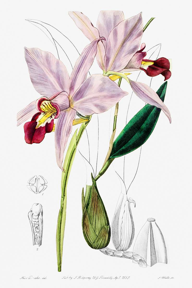 Bordered dwarf cattleya from Edwards’s Botanical Register (1829—1847) by Sydenham Edwards, John Lindley, and…