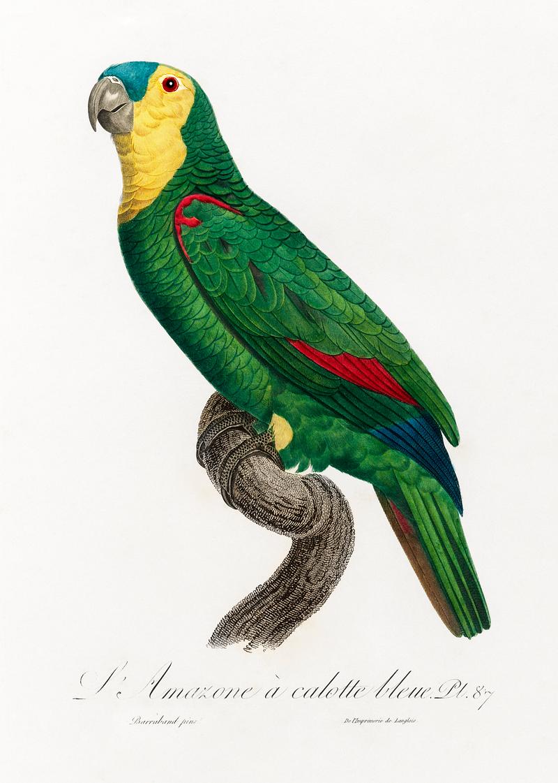 Blue-fronted amazon vintage poster Blue-Fronted Amazon Parrot, Amazona aestiva from Natural History of Parrots (1801—1805) by Francois Levaillant.…