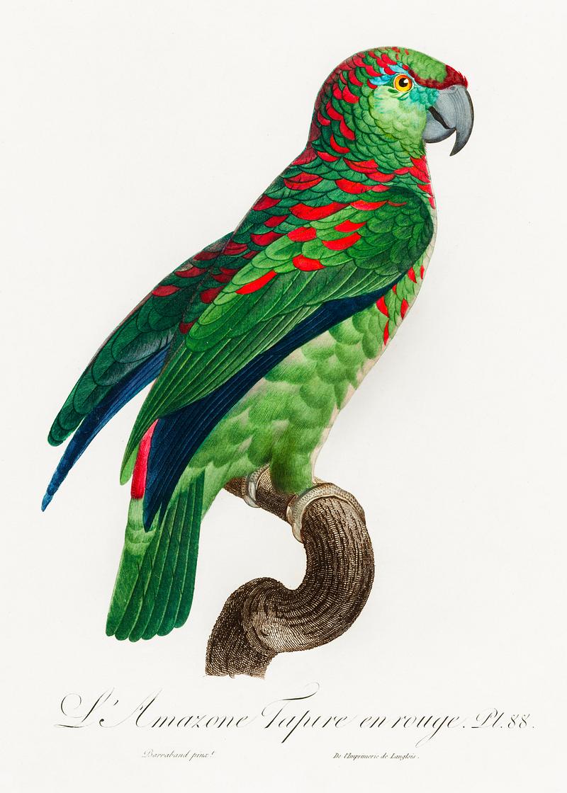 Turquoise-fronted amazon vintage poster The Turquoise-Fronted Amazon (Amazona aestiva) from Natural History of Parrots (1801—1805) by Francois Levaillant.…