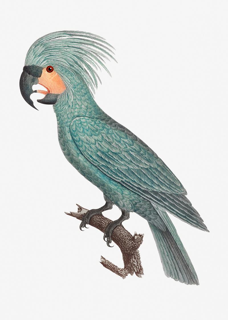 Goliath cockatoo The Palm Cockatoos vintage illustration