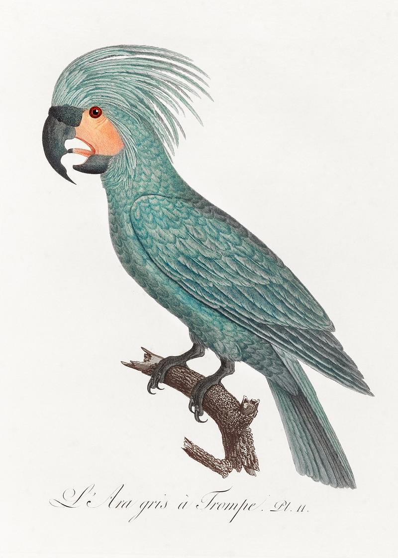 Goliath cockatoo vintage poster The Palm Cockatoo (Probosciger aterrimus) from Natural History of Parrots (1801—1805) by Francois Levaillant. Original…