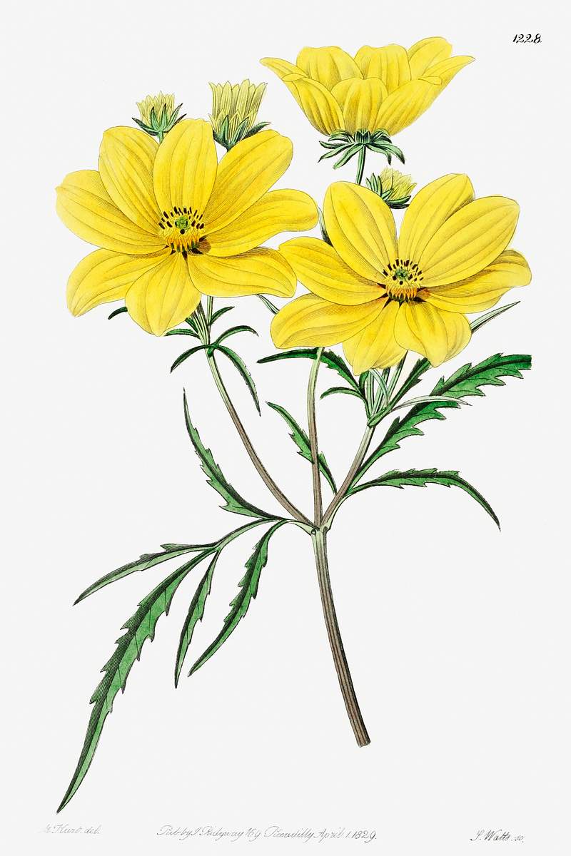 Golden coreopsis from Edwards’s Botanical Register (1829—1847) by Sydenham Edwards, John Lindley, and James…