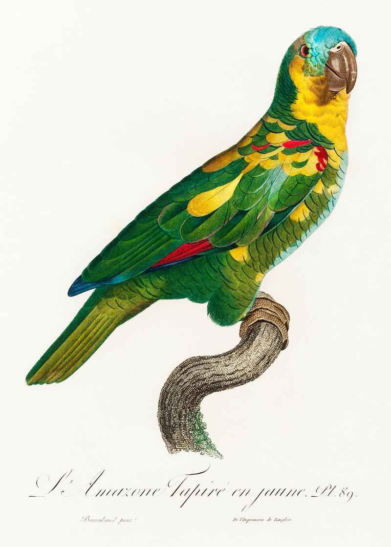 Blue-fronted amazon vintage poster The Turquoise-Fronted Amazon, Amazona aestiva from Natural History of Parrots (1801—1805) by Francois Levaillant.…