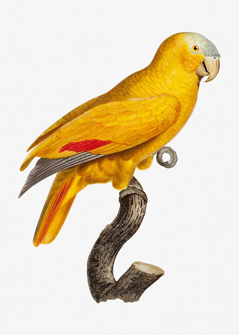 Blue-fronted parrot The Blue-Fronted Parrot illustration
