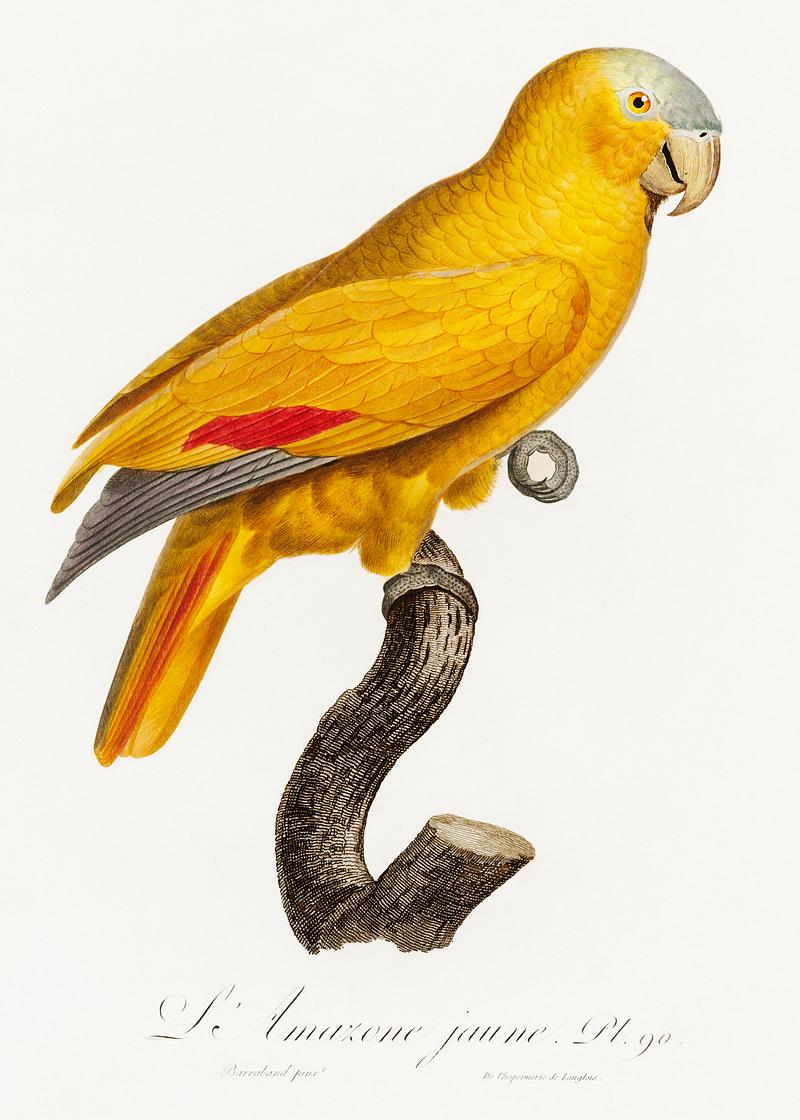 Blue-fronted parrot vintage poster The Blue-Fronted Parrot, Amazona aestiva from Natural History of Parrots (1801—1805) by Francois Levaillant. Original…