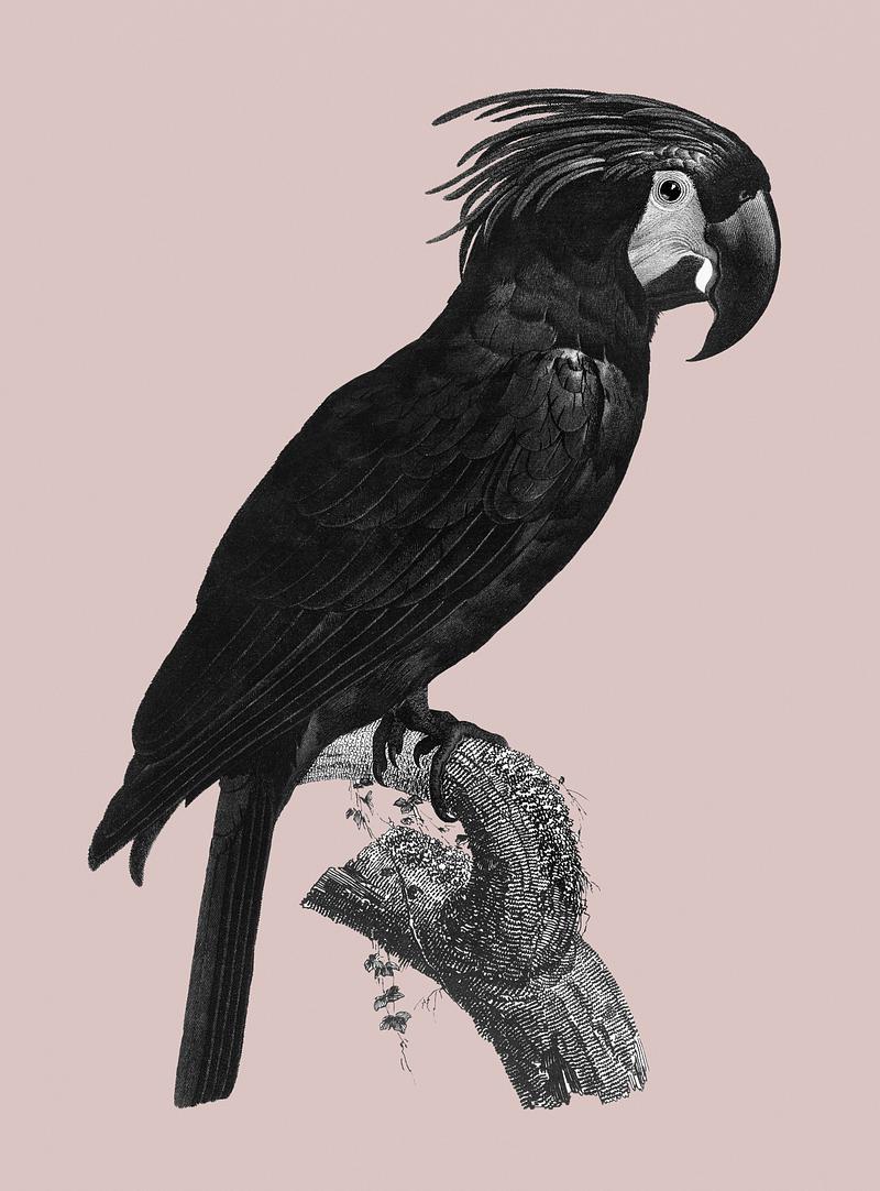 Goliath cockatoo The Palm Cockatoo (Probosciger aterrimus) vintage illustration