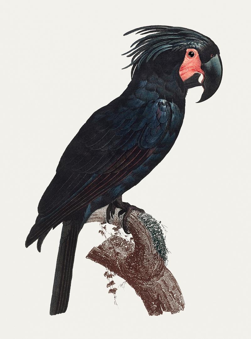 Goliath cockatoo The Palm Cockatoo (Probosciger aterrimus) vintage illustration