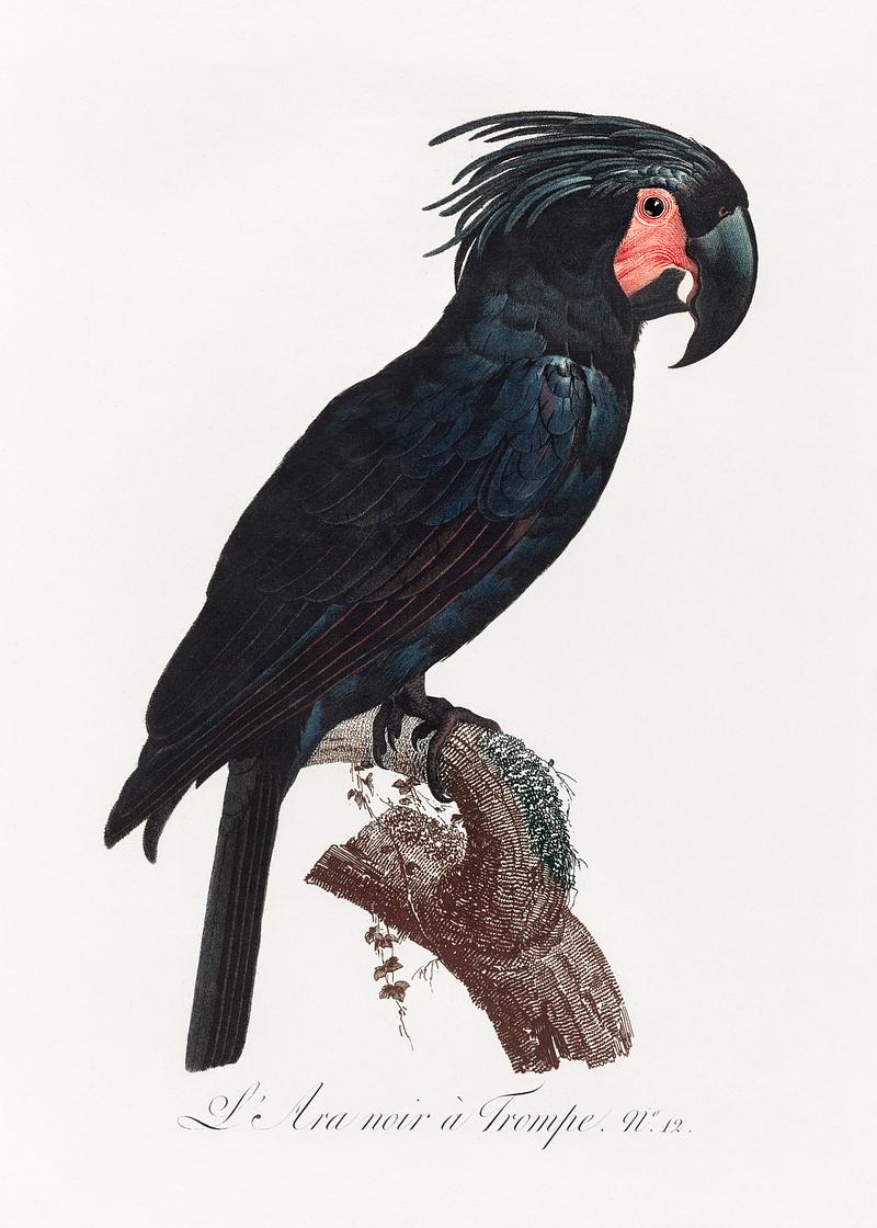 Goliath cockatoo vintage poster The Palm Cockatoo, Probosciger aterrimus from Natural History of Parrots (1801—1805) by Francois Levaillant. Original…