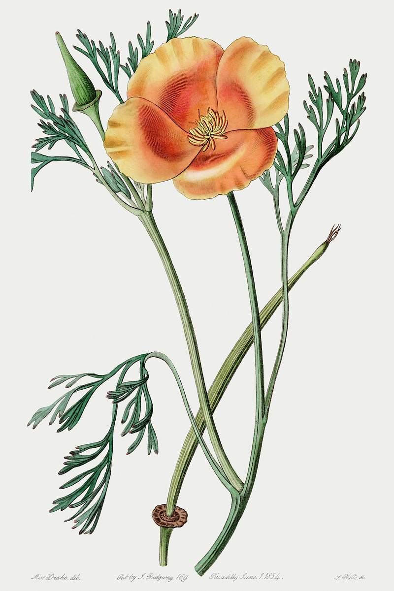 Saffron colored eschscholzia from Edwards’s Botanical Register (1829—1847) by Sydenham Edwards, John Lindley, and…