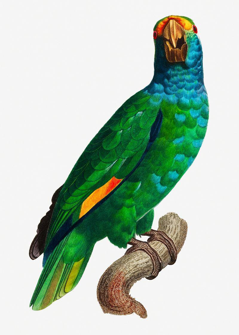 Dufresne's amazon The Blue-Cheeked Amazon vintage illustration