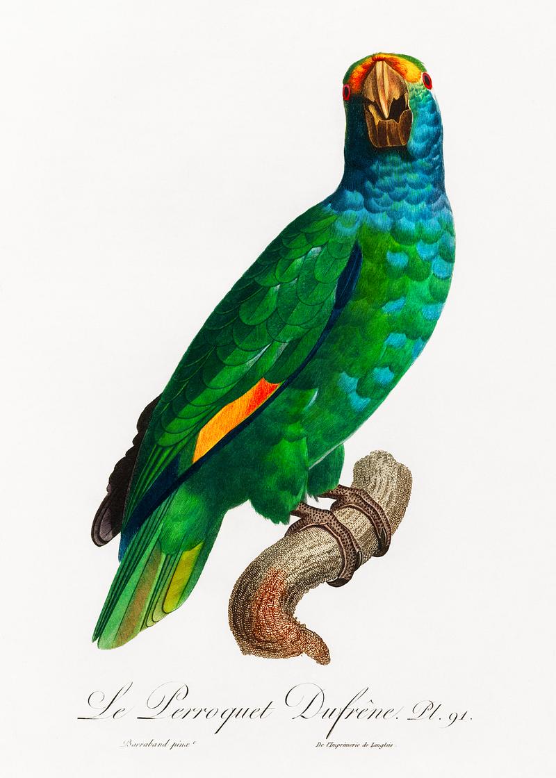 Dufresne's amazon vintage poster The Blue-Cheeked Amazon, Amazona dufresniana from Natural History of Parrots (1801—1805) by Francois Levaillant.…