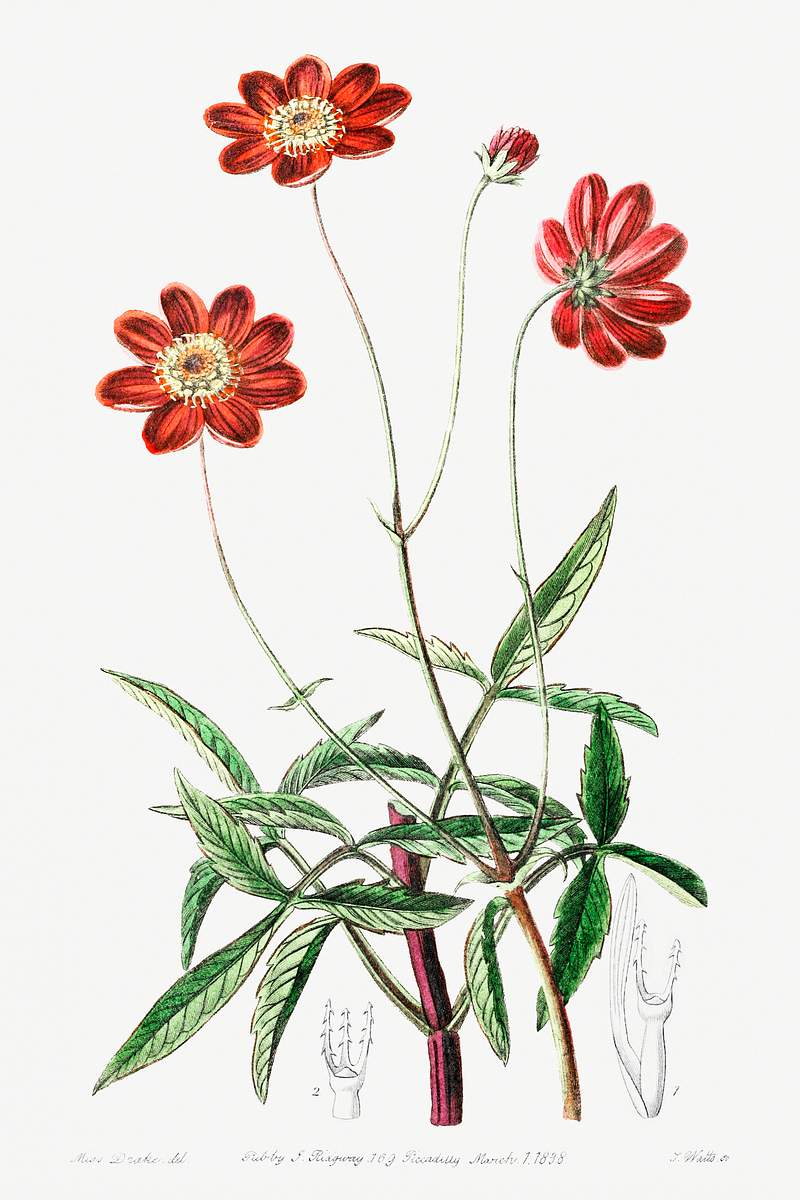 Scabious-like cosmos from Edwards’s Botanical Register (1829—1847) by Sydenham Edwards, John Lindley, and James…