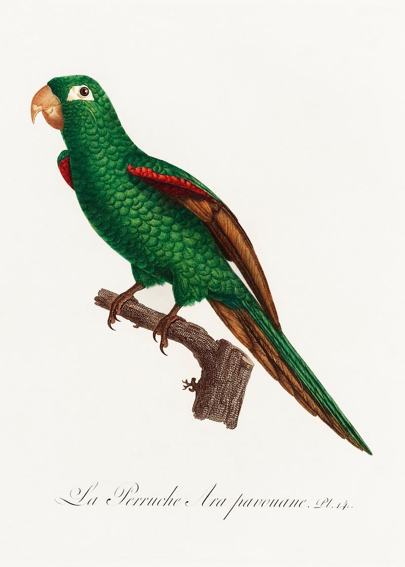 Eclectus parrot vintage poster The Eclectus Parrot, Eclectus roratus from Natural History of Parrots (1801—1805) by Francois Levaillant. Original from…